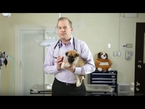Vet Tutorial | How to Potty Train a Puppy With and Without A Pee Pad
