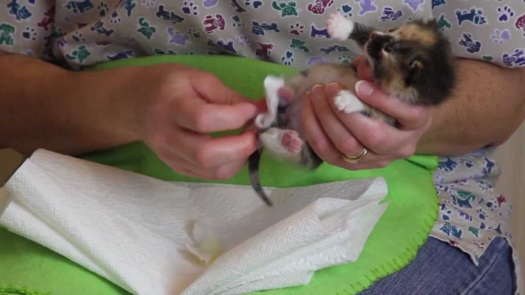 Orphaned Kitten Care: How to Videos – How to Stimulate an Orphaned Kitten to Urinate and Defecate