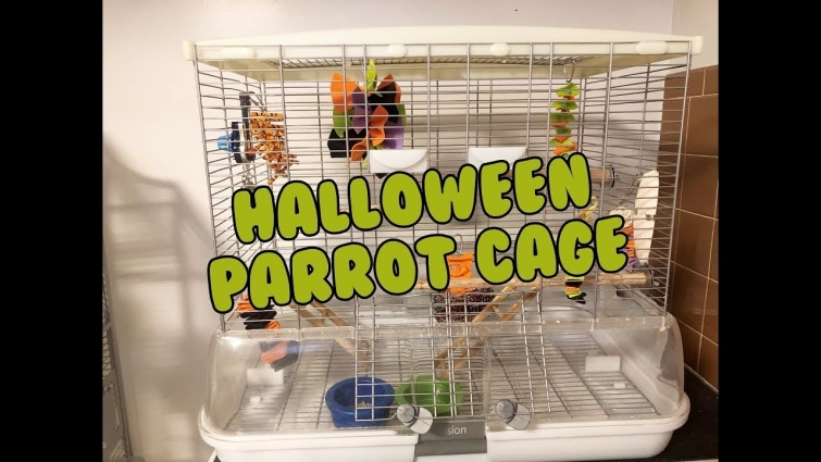 Cockatiels Halloween Parrot Cage Tour! Halloween Cage Theme 🎃🕷️🧟‍♀️