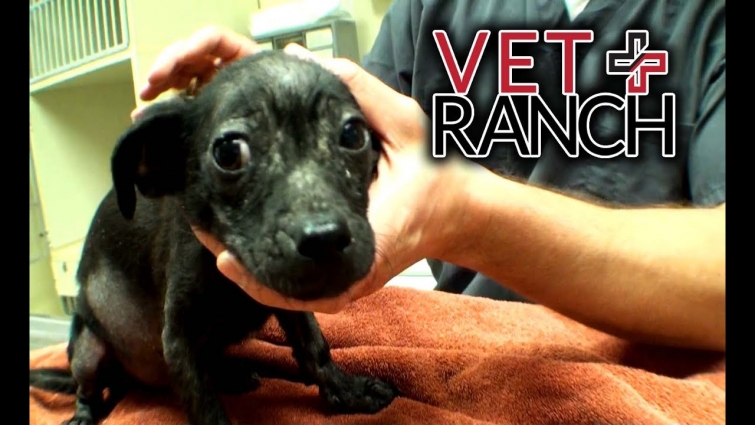 Tiny Pup Needs Helping Hand