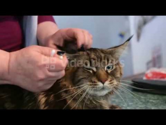 VETERINARIAN CLEANING MAINE COON CAT EARS IN CLINIC HEALTHCARE PET GROOMING BTFHFVWD