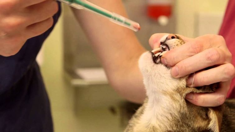 Giving a cat a tablet: using a pill popper