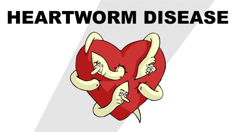 Heartworm Disease – Plain and Simple