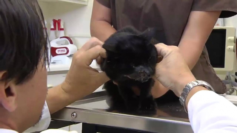 Oral Squamous Cell Carcinoma In Cats- VetVid Episode 024