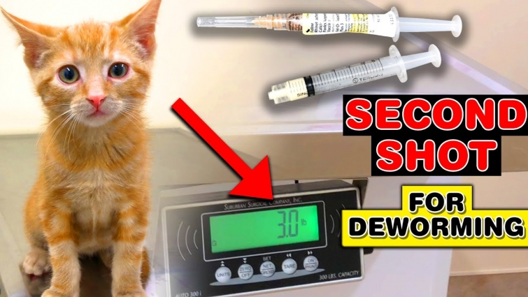 Kitten Visits Veterinary To Get Second Shot For Deworming