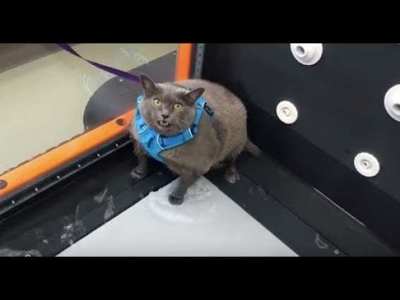 Everyone's Rooting For Cinder-Block, An Obese Cat Who Dislikes Her Workout  – Breaking News