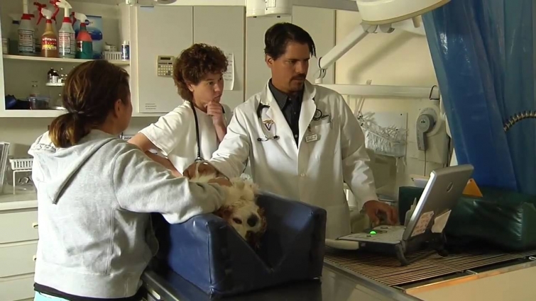 Urinary Tract Infections in Dogs (UTI's)