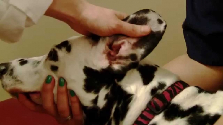 How to Identify and Treat an Ear Infection in Your Dog