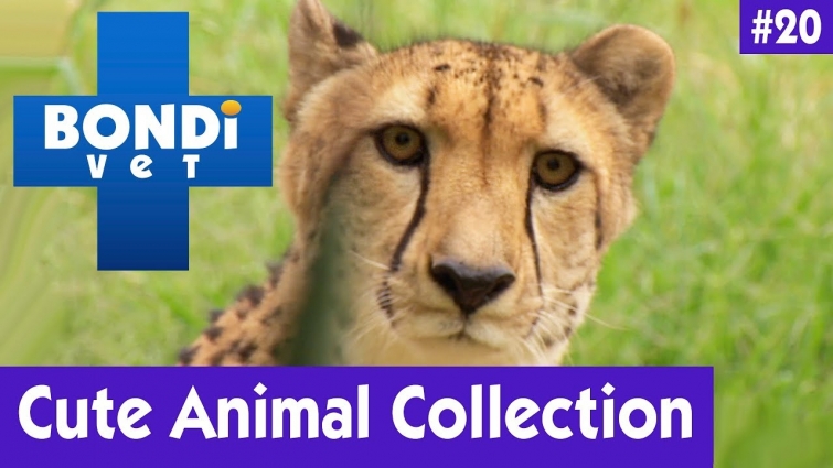 🐯CUTE ANIMAL COLLECTION #20 | BONDI VET 🐶