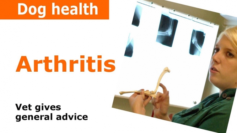 Arthritis in dogs – Vet Advice