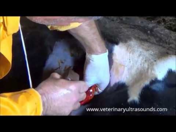 Veterinarian performs routine Bovine Rumenotomy