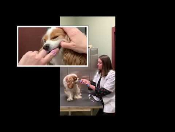 Dog Teeth Brushing Explained by Mt Pleasant SC Animal Hospital Veterinarian