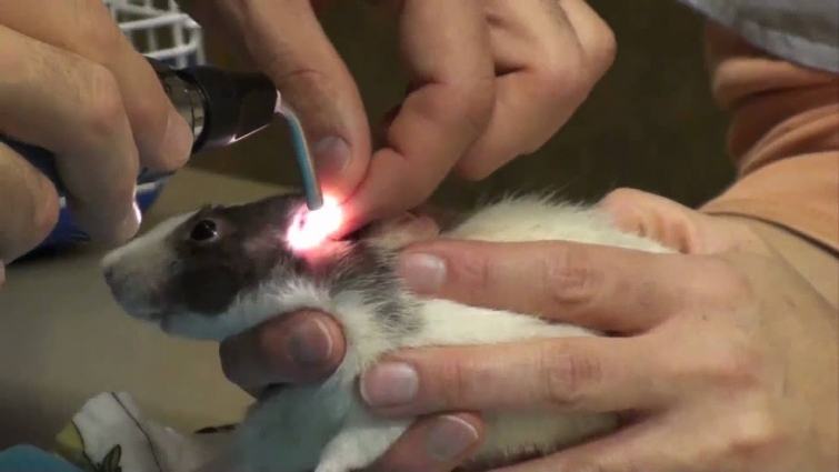 Veterinarian Examines Pet Rat "Karen"