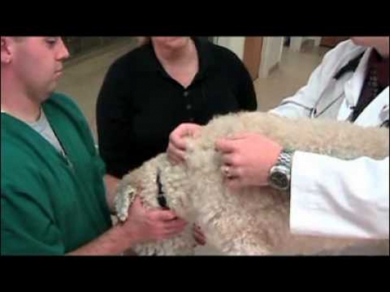 How to give a pet injections