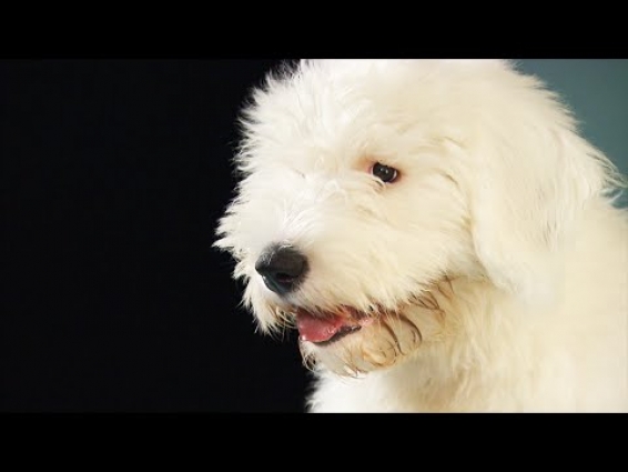 Toxic dog treats: What's killing so many dogs? (CBC Marketplace)