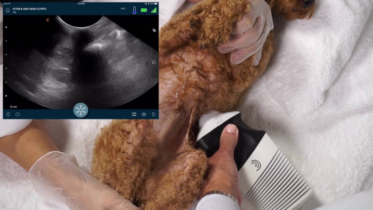 Clarius Vet C7 Ultrasound Scan – FAST Exam