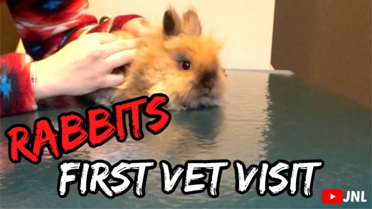 RABBITS FIRST VISIT TO THE VET!!
