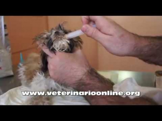 La diarrea en Perros – Veterinario Online