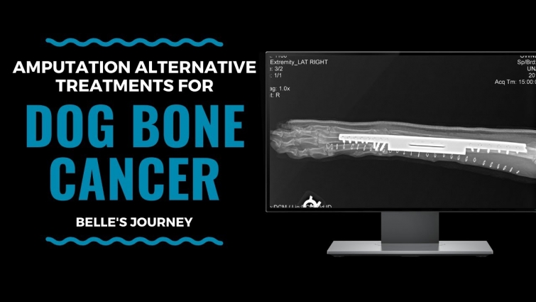Amputation Alternative Treatments For Dog Bone Cancer: Belle’s Journey: Vlog 94