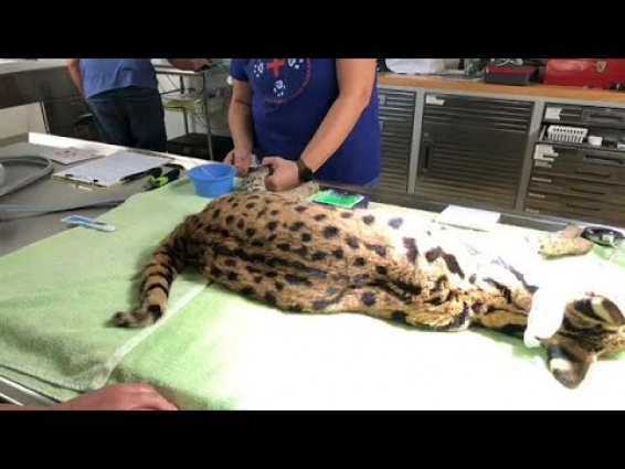 Part 2: Kricket serval sees Dr. Justin in the Windsong Memorial Hospital for limping