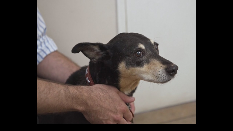 How to give a dog a pill