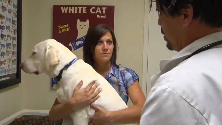 What to do when your dog is vomiting