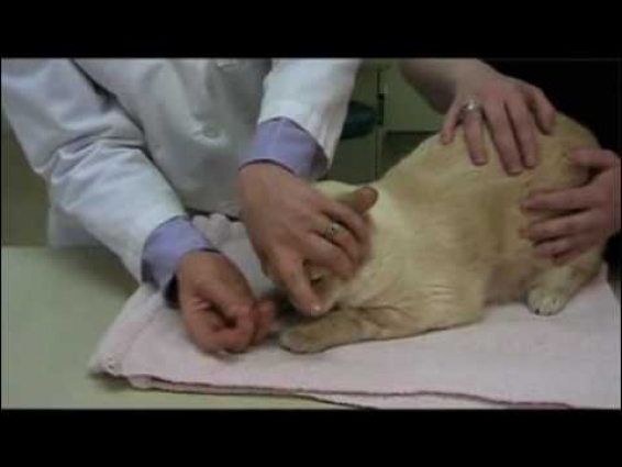 How to give a cat a pill