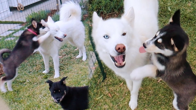 The Puppies FINALLY Meet Storm! | Mister Preda