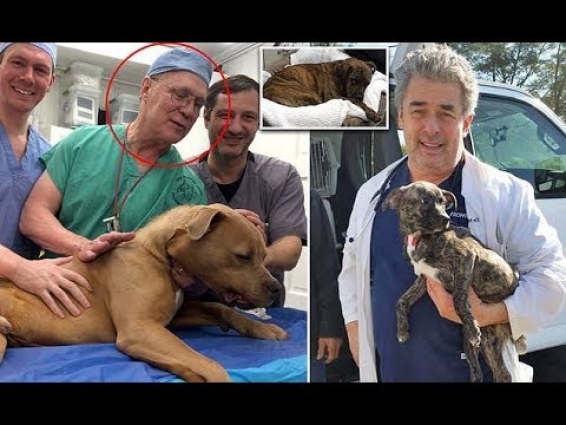 Doctors licensed to treat humans performed surgeries on stray pets