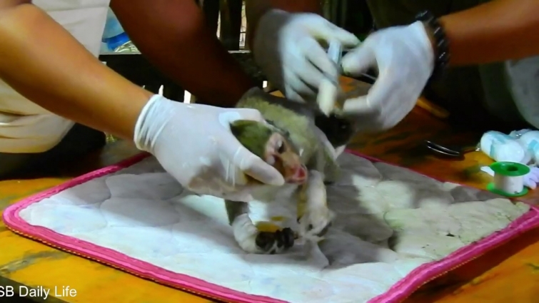 Janet monkey Vet help give medecine
