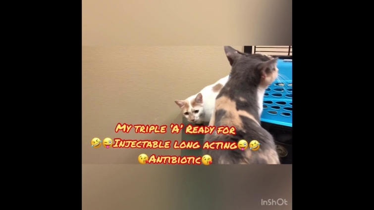 Taylor ER Veterinary pets Hospital (#Adam – #Alexa – #Ashley) – VOMITING ☹️😔😫😣
