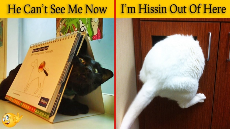 Funny Cats Desperately Trying To Escape The Vet