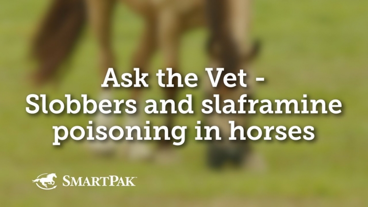Ask the Vet – Clover slobbers and slaframine poisoning in horses