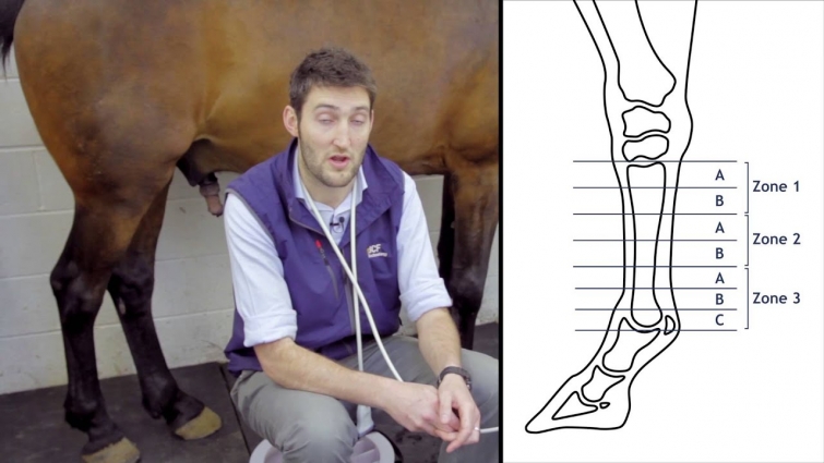 IMV imaging Ultrasonography of the Distal Limb video 4 – Zones