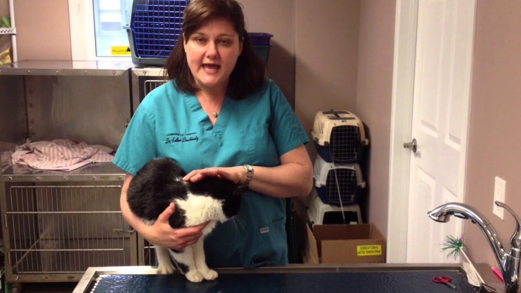Veterinarian at Cambridge Cat Hospital discussing feline diseases – FeLV and FIV