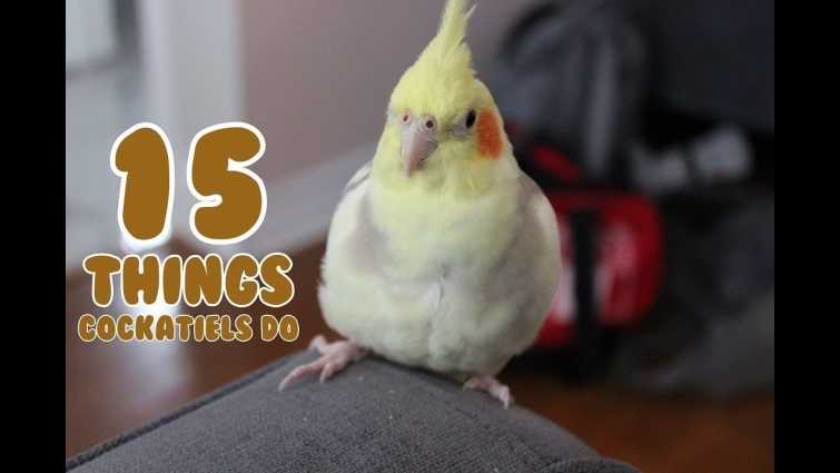 15 Things That Cockatiels Do 😊😇