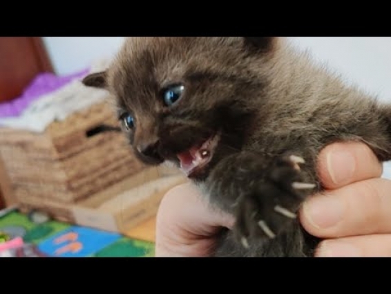 Post Vet Updates 2019-11-06