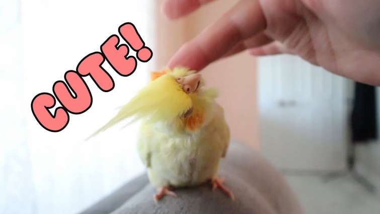 Sweet Cockatiel Affection 🥰😍