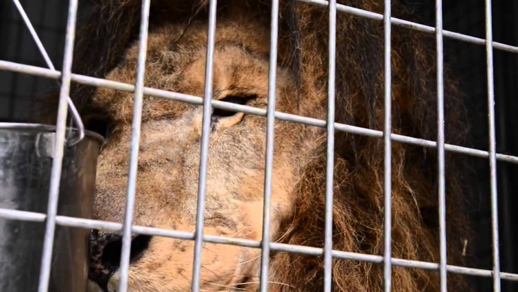 Rescued Lion Receives Care at Colorado State University Veterinary Teaching Hospital