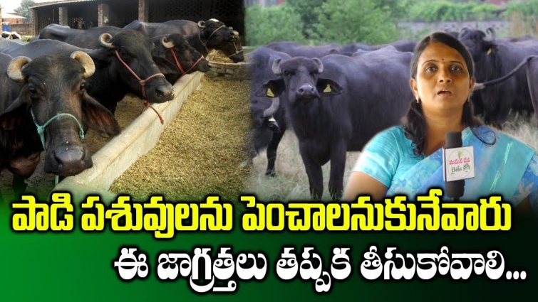 Tips To Beginners For Starting A Dairy Farm || Veterinary Dr Vineetha || SumanTV Rythu