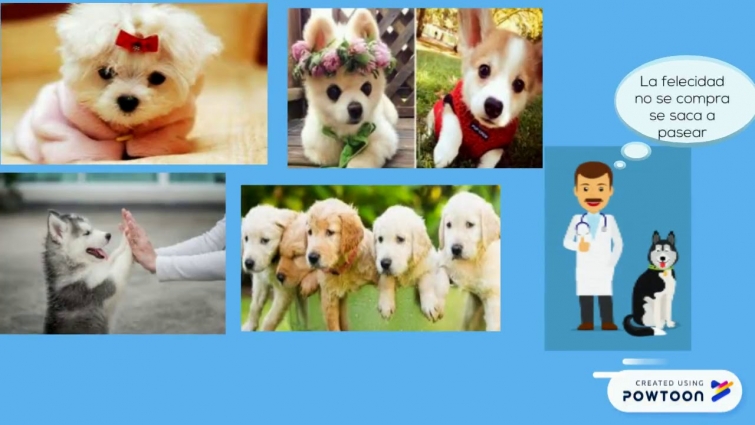 Veterinary Animal Home