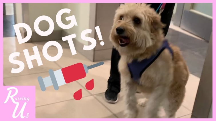 Trip to the Vet for Dog Shots | A Day In The Life