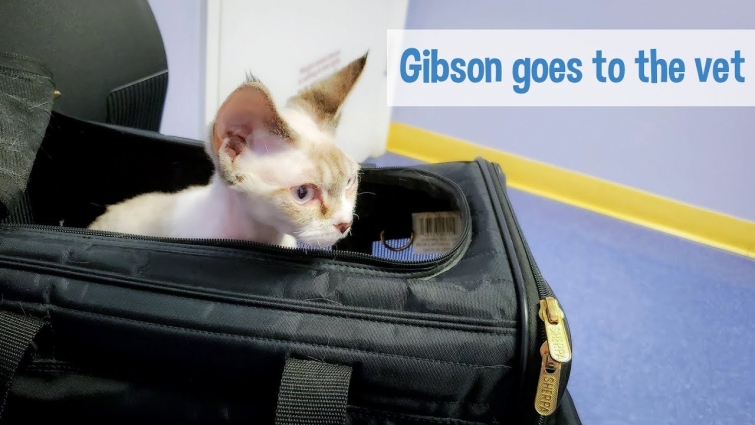 Nervous Devon Rex kitten goes to the vet (with original music)