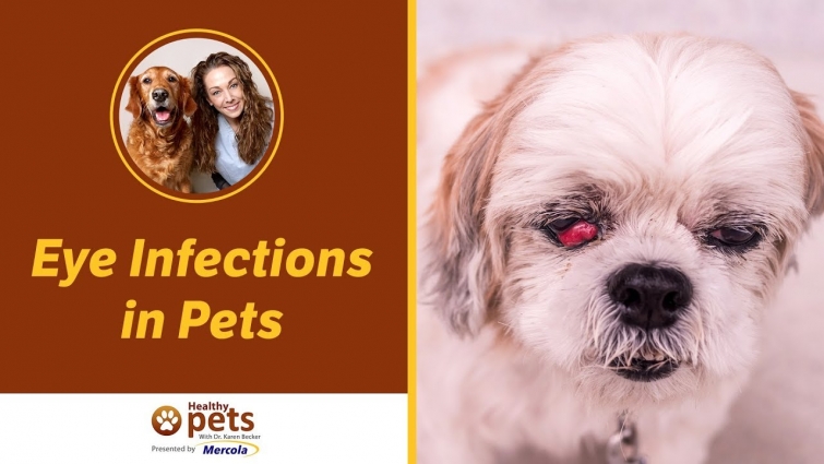 Eye Infections in Pets