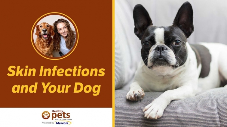 Skin Infections and Your Dog