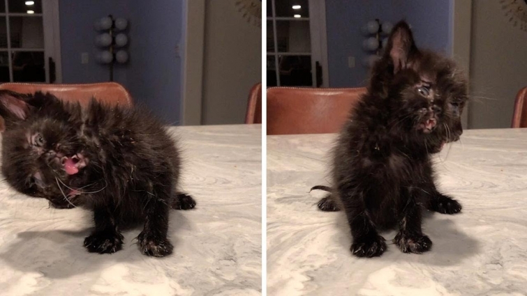 Kitten With Two Faces Defies Odds