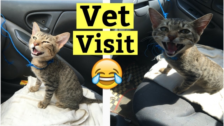 Cat Doesn't Like going to the Vet | funny cat videos | cats meowing and cats playing