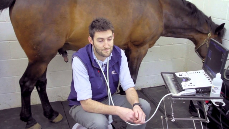 IMV imaging Ultrasonography of the Distal Limb video 3 – Indications and timings