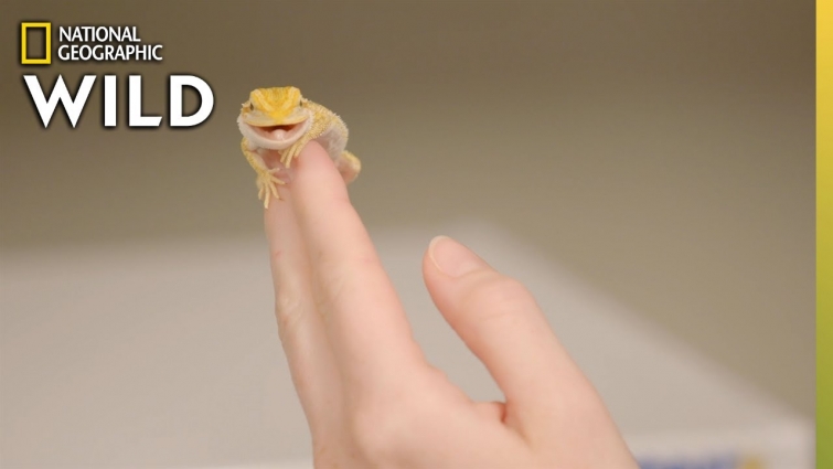 A Bearded Dragon's Stuffy Nose | Dr. T, Lone Star Vet
