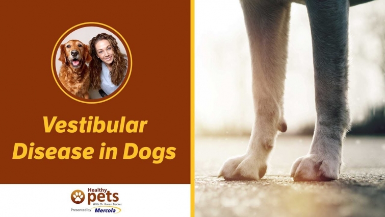 Vestibular Disease in Dogs